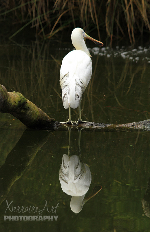 Yellow-legged Spoonbill. Platalea flavipes. Yellow-billed Spoonbills are threatened by the destruction of wetland breeding sites.