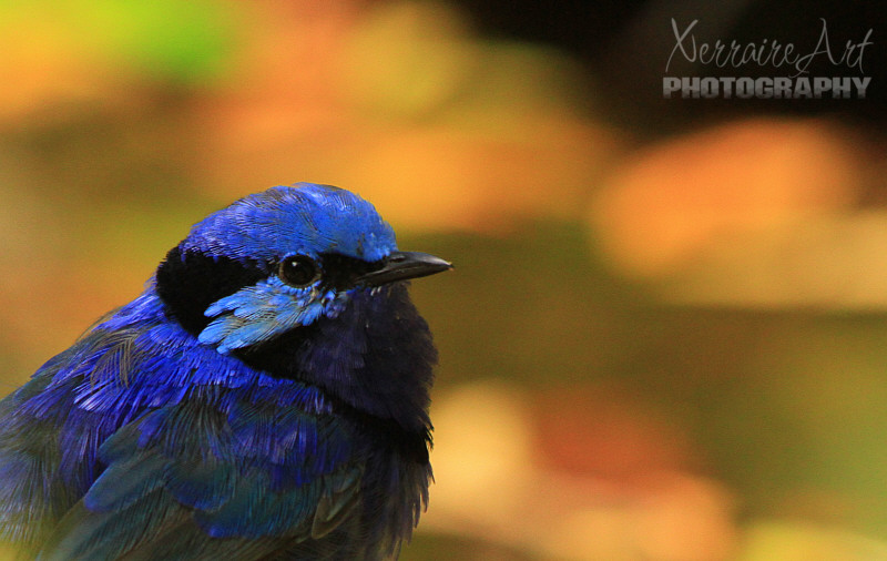 Splendid Fairy Wren. Malurus splendens. In the wild: Breeding takes place mainly from September to January. When looking for a mate, the male Splendid Fairy Wren turns an iridescent blue.