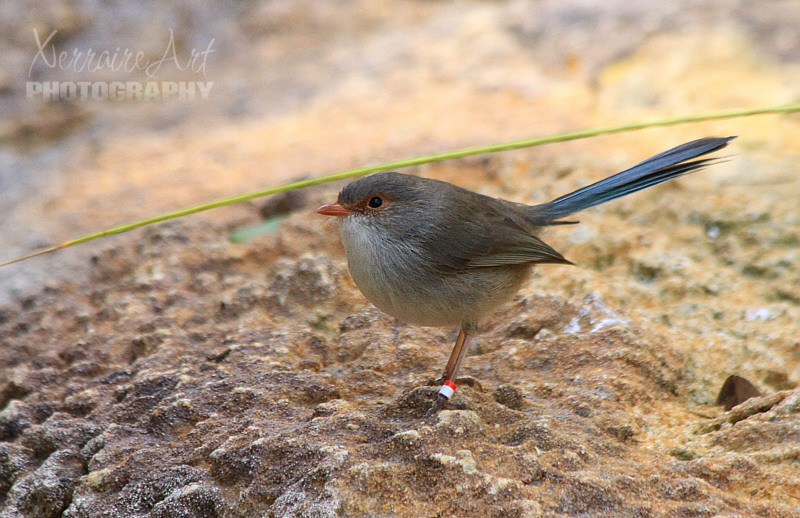 Male and female Splendid Fairy Wrens have different coloured feathers. Males are mostly blue with a black band across their back and head. Females are a brown, fawny colour with a blue tail.