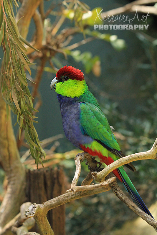 Red-capped Parrot (Purpureicephalus spurius) was successful in stealing the show this day. Normally I am focused on the wrens.