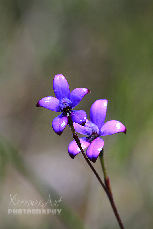 What is better than one purple enamel orchid? Two! Suddenly we were seeing them scattered everywhere.