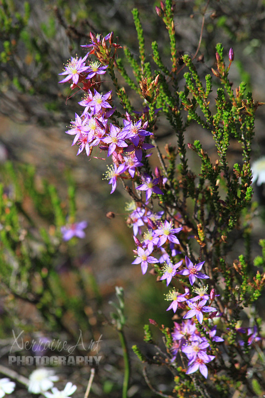 Even though we had been through every bump on the "path" and off of the path, I couldn't help but notice this cascade of Calytrix.