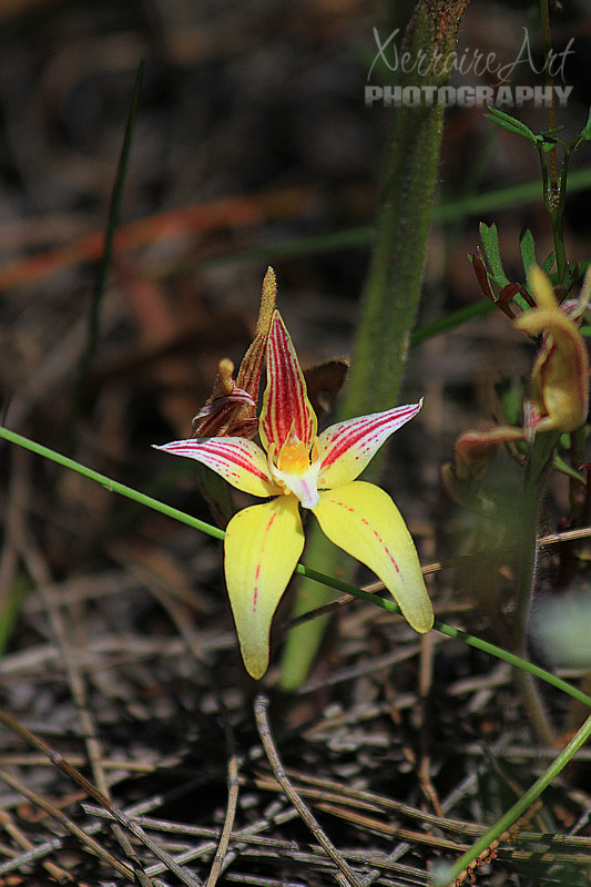 The next stop, some orchids by the road and then we went in deeper. Got to see this lovely and very red cowslip orchid.