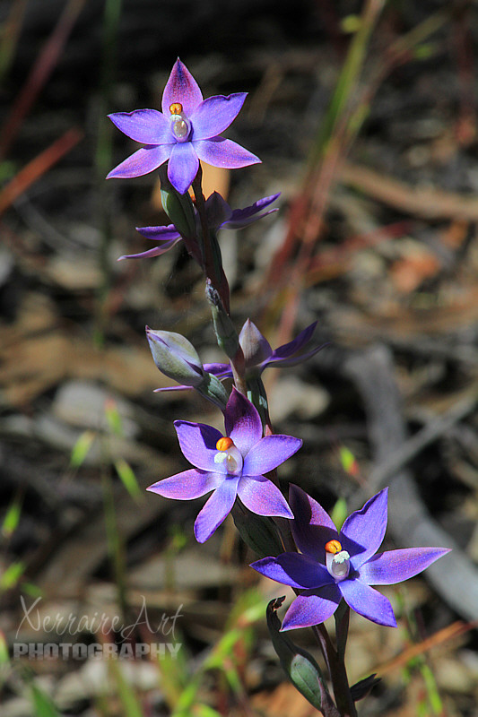 The sun orchids were such a lovely sight, we hadn't seen much sun til this day, on a weekend at least.