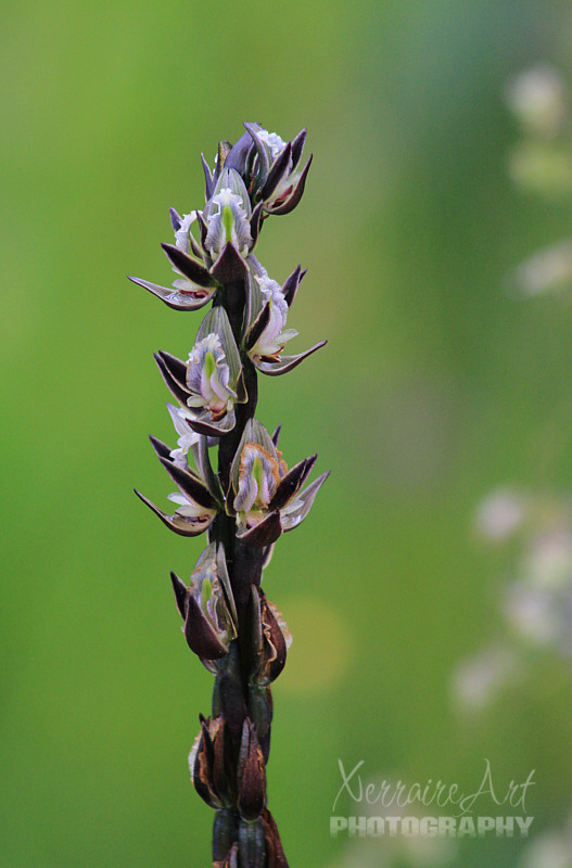 tall leek orchid