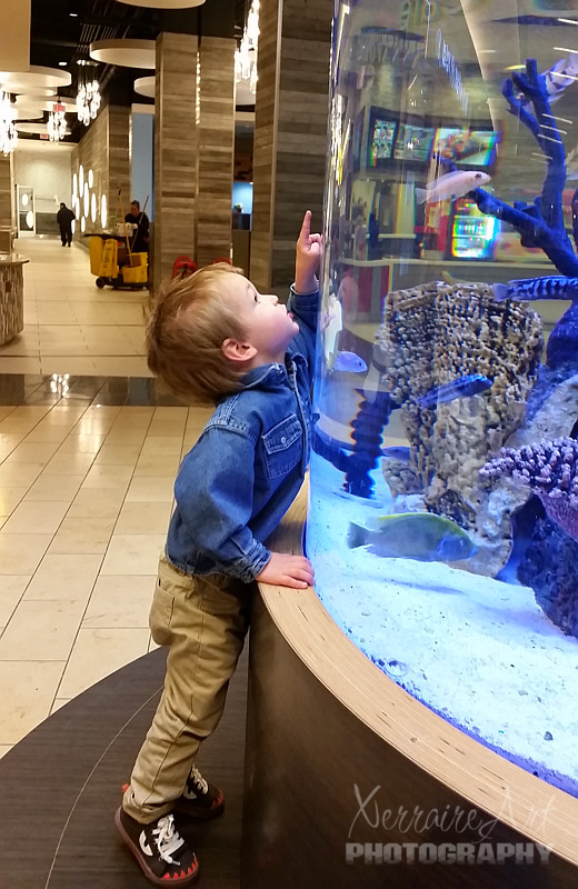 fish