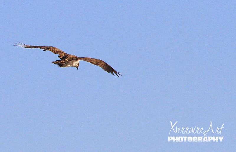 osprey