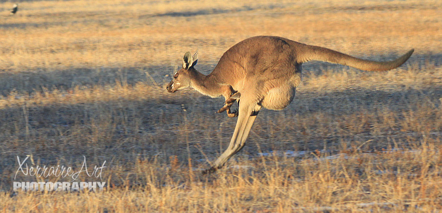 kangaroo hopping