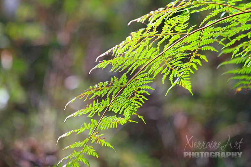 fern