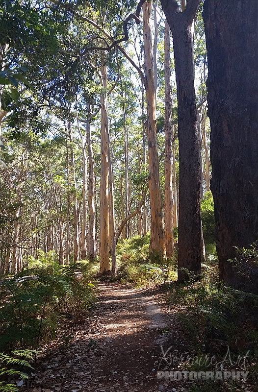 Boranup Forest