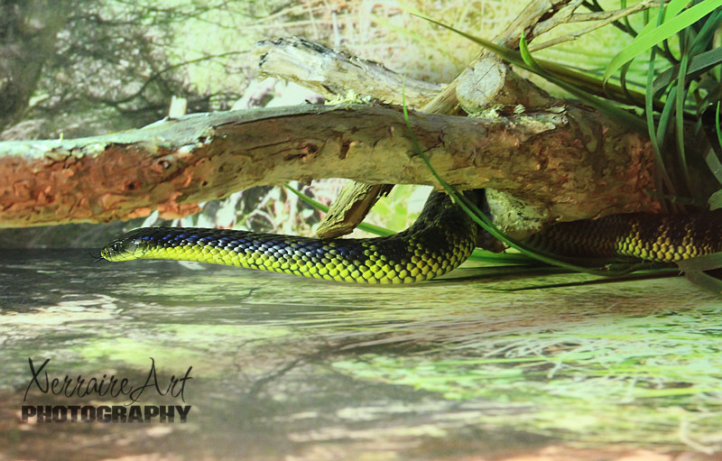 Tiger Snake at Perth Zoo