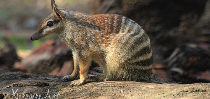 Numbat