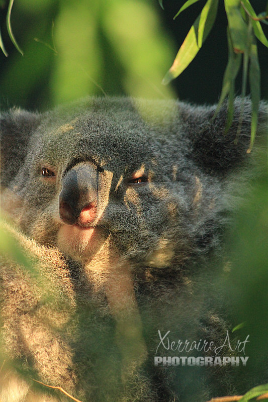 Koala smiling