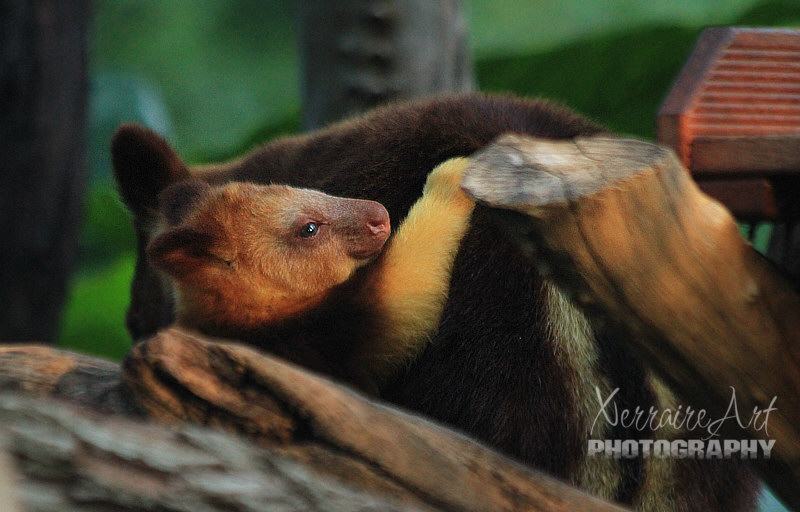 Baby tree kangaroo at Perth Zoo
