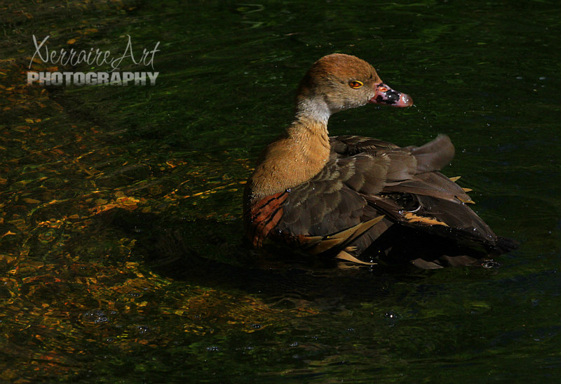 Whistling duck at Perth zoo