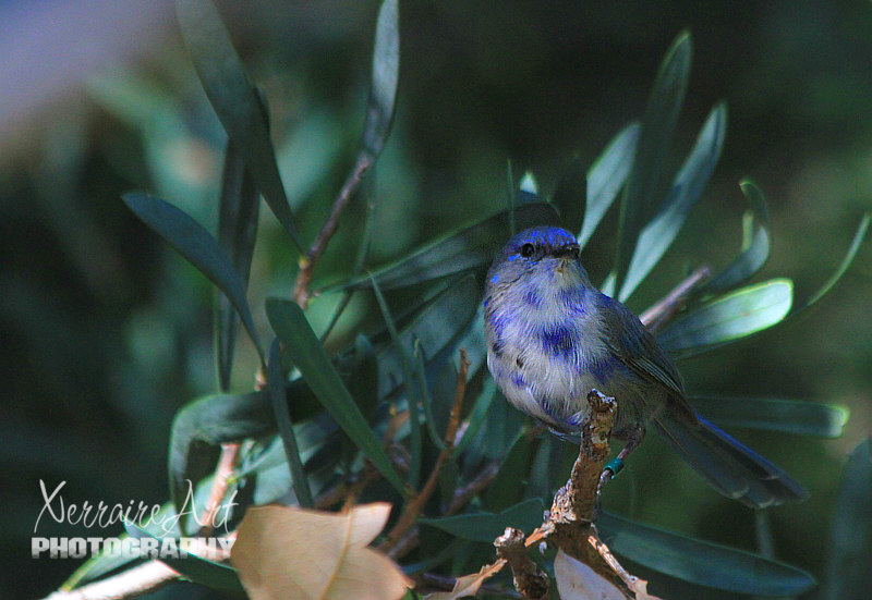 Blue Fairy Wren