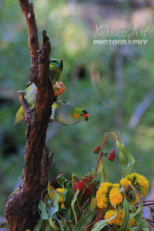 Purple-crowned Lorikeets