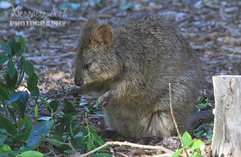 Quokka