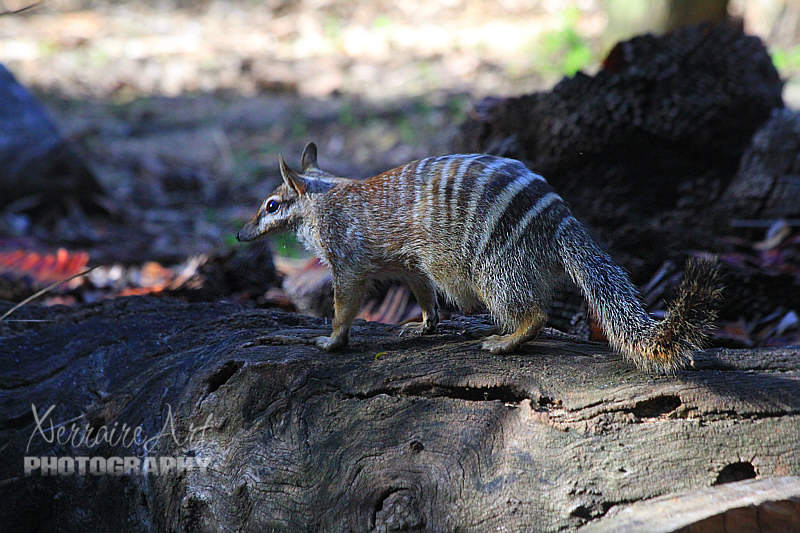 Numbat Friends