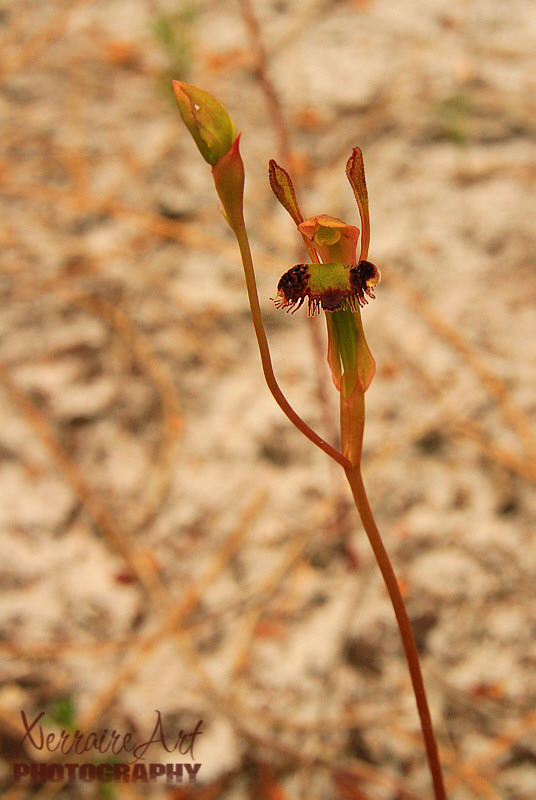 Hare orchid