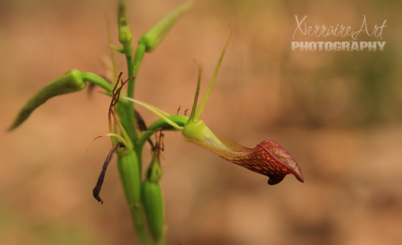 Slipper orchid