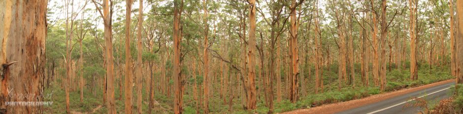 trees of boranup forest