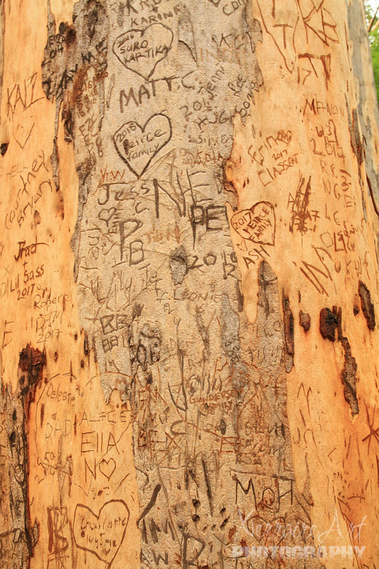 tree with graffiti