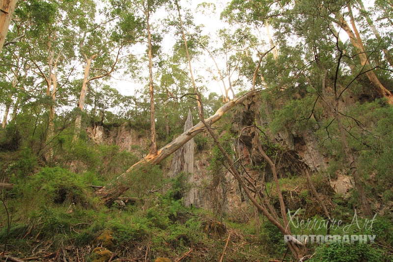 fallen tree