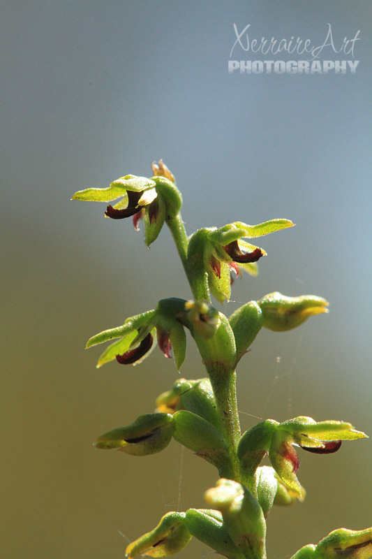 Pygmy Orchid