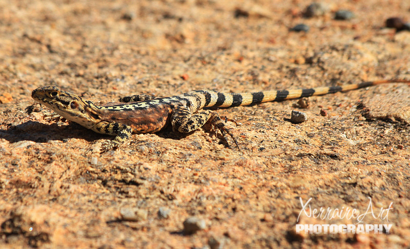 Ornate dragon lizard