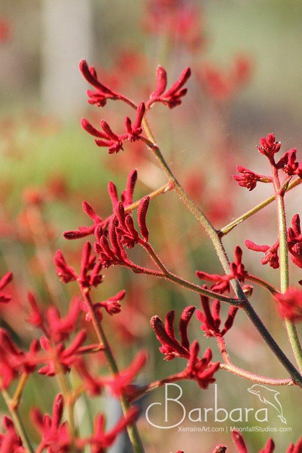 Red kangaroo paw wildflower