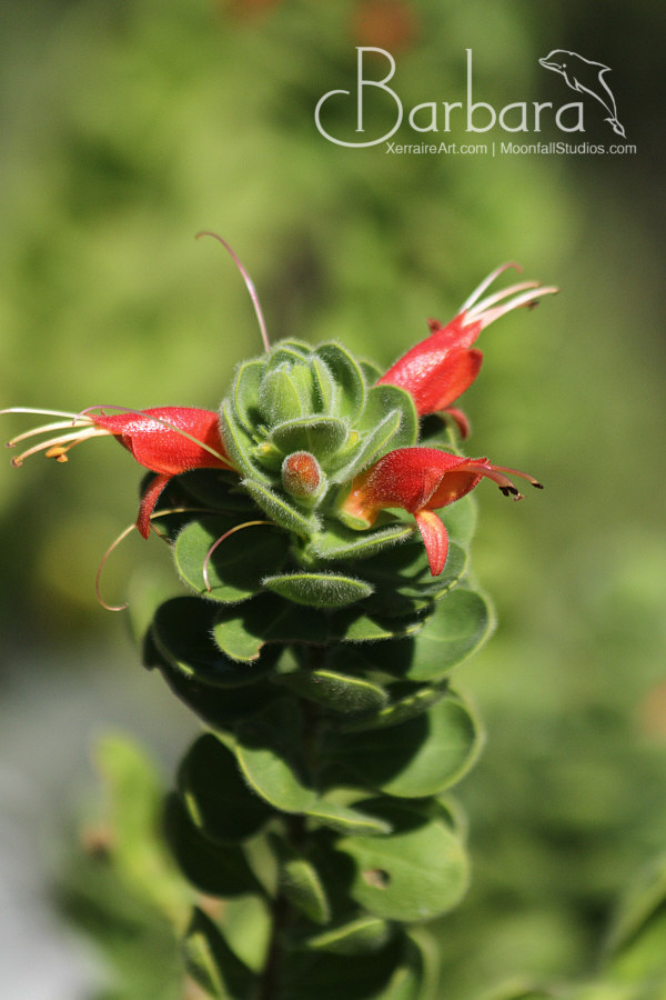 Eremophila