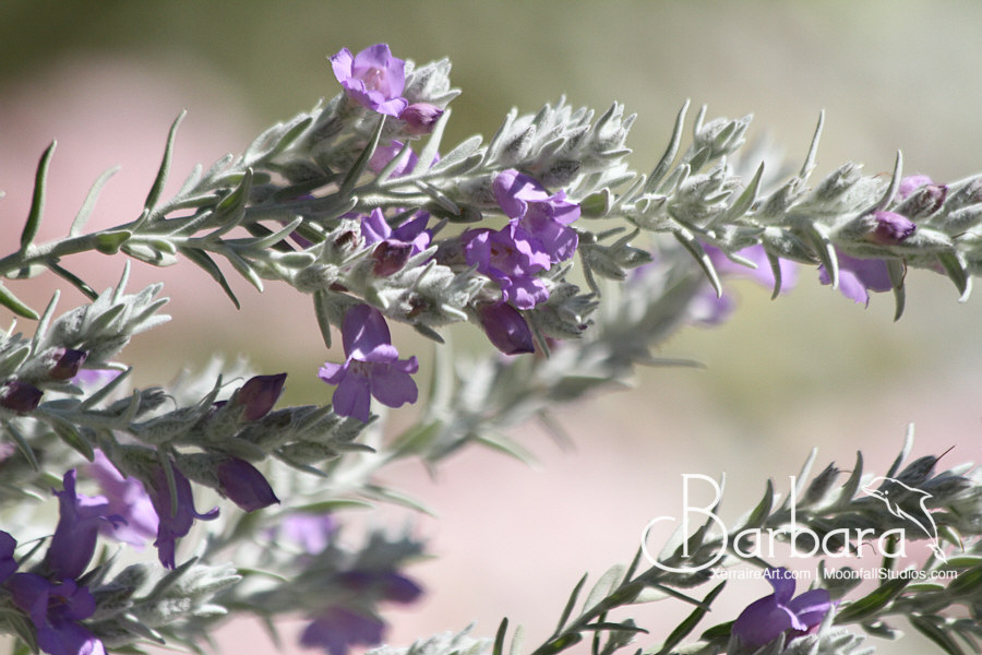 Eremophila nivea.