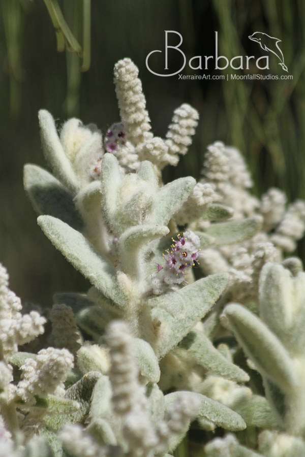 Lamb's Tails flower
