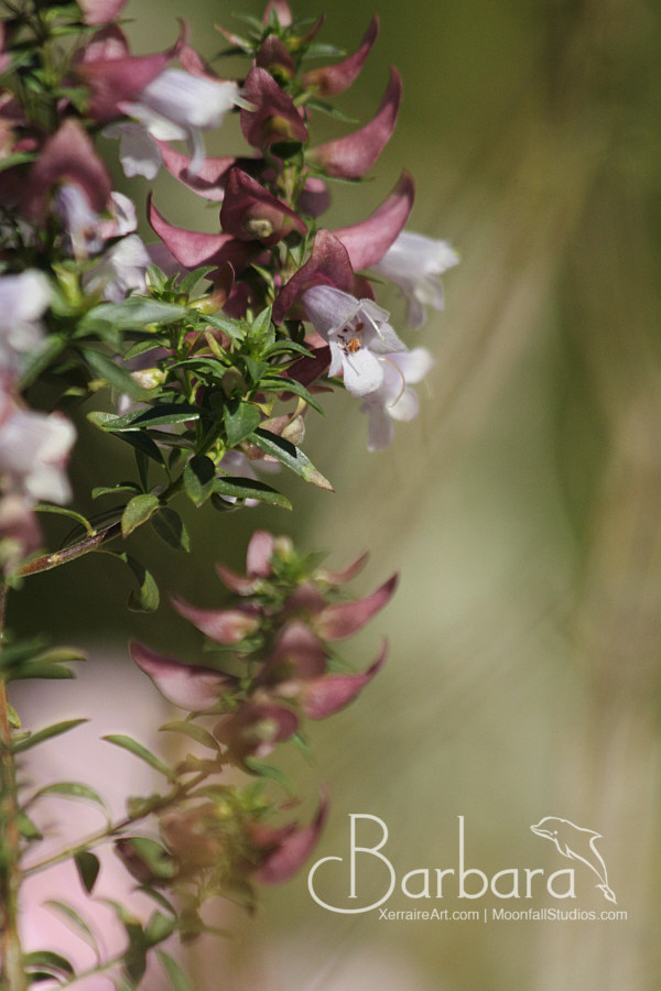 Prostanthera magnifica - magnificent mint bush