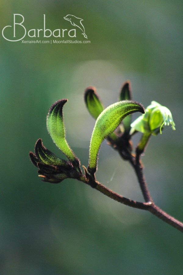 Black Kangaroo Paw
