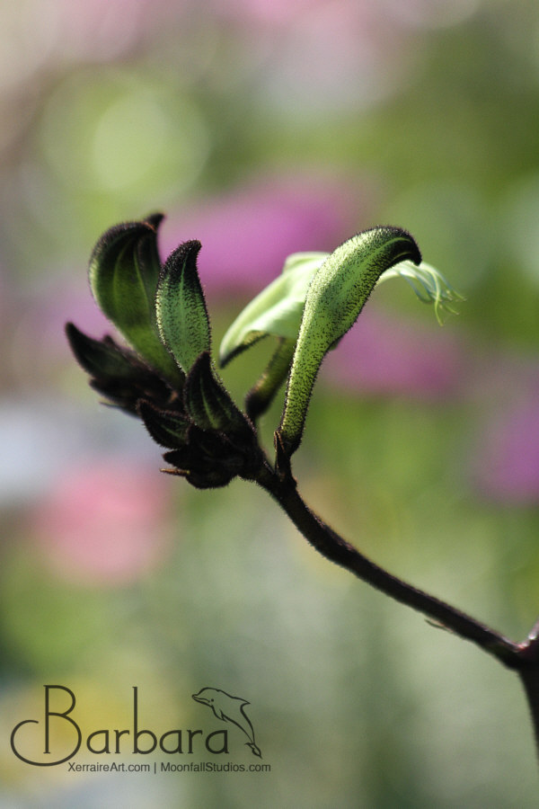 Black Kangaroo Paw