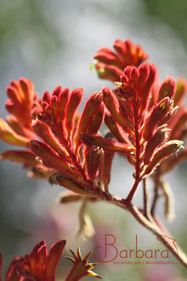 Red Kangaroo Paw