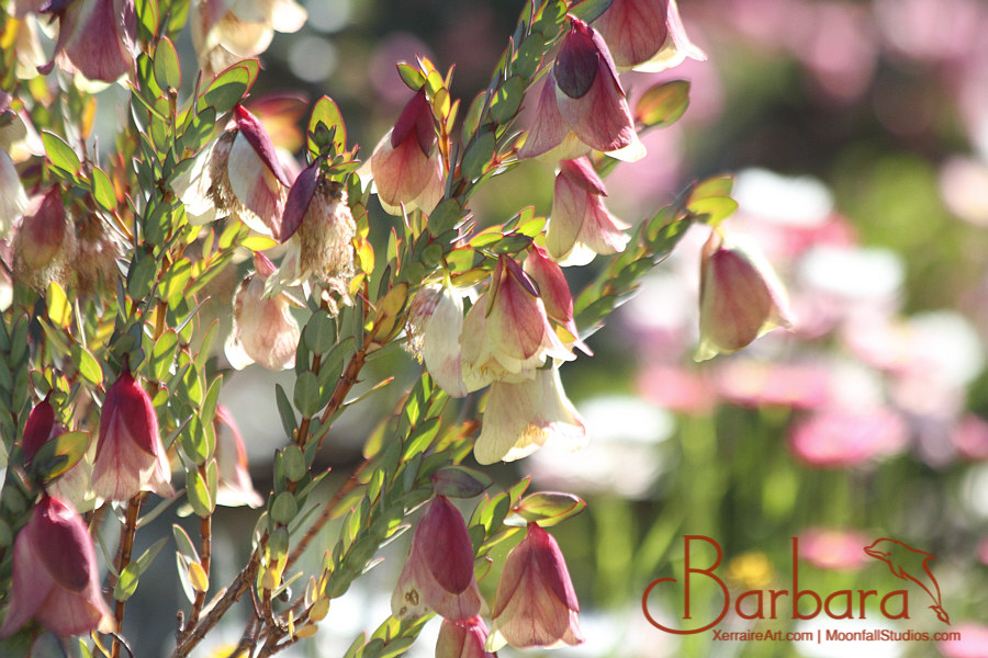 Qualup Bell (Pimelea physodes).