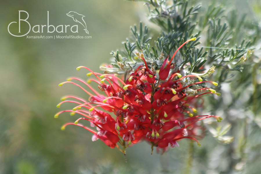 Spider Net Grevillea or Grevillea Preisii
