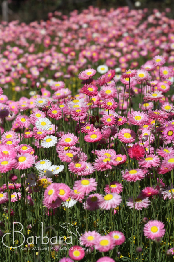 Everlastings