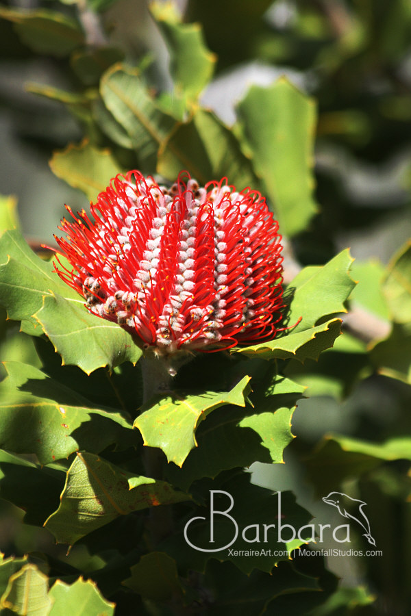 Scarlett Banksia