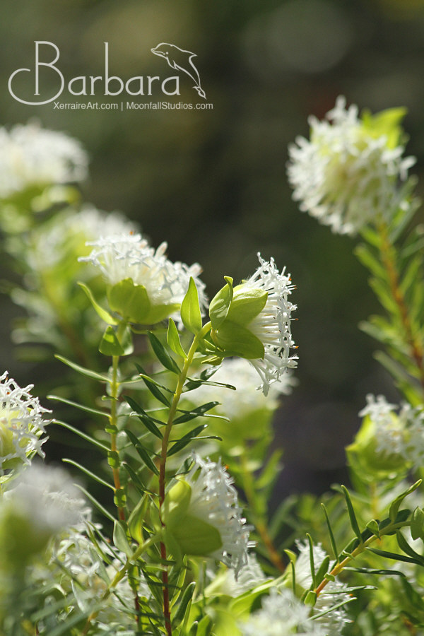Pimelea