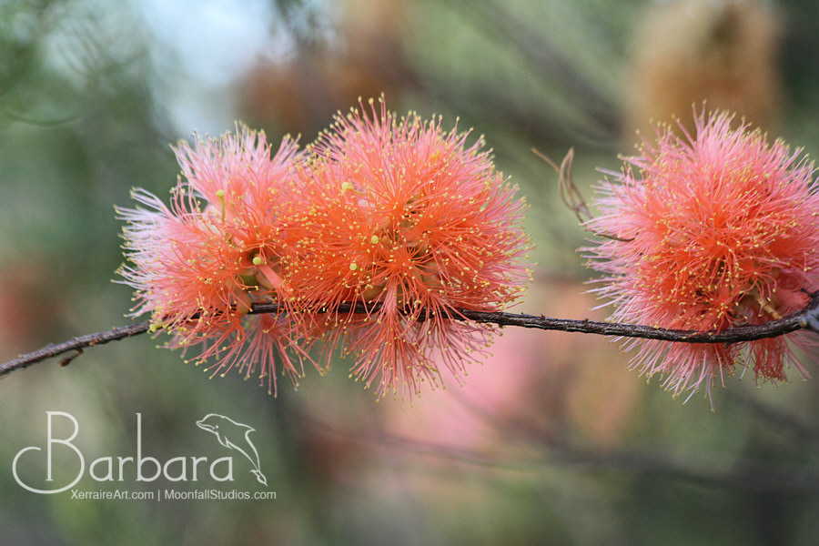 Scarlet Honey-myrtle