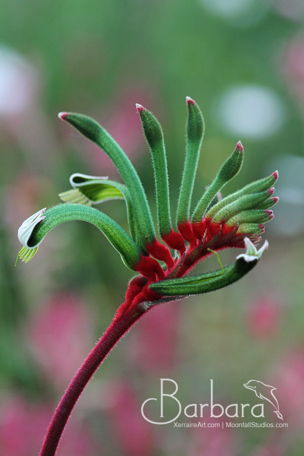 Kangaroo Paw