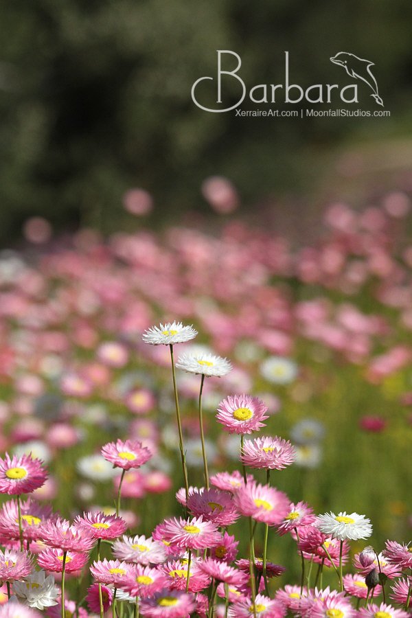 everlasting wildflowers