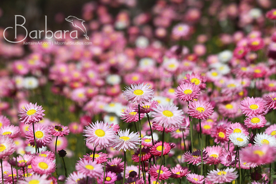 few everlasting wildflowers