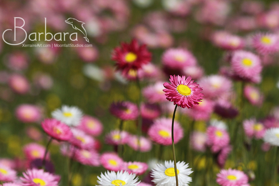 Stand out everlastings