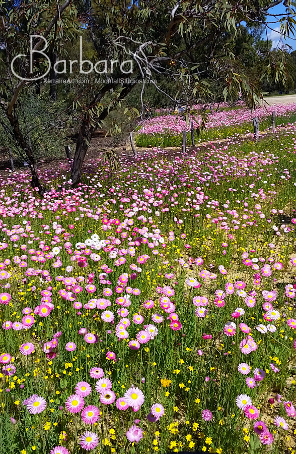 everlastings
