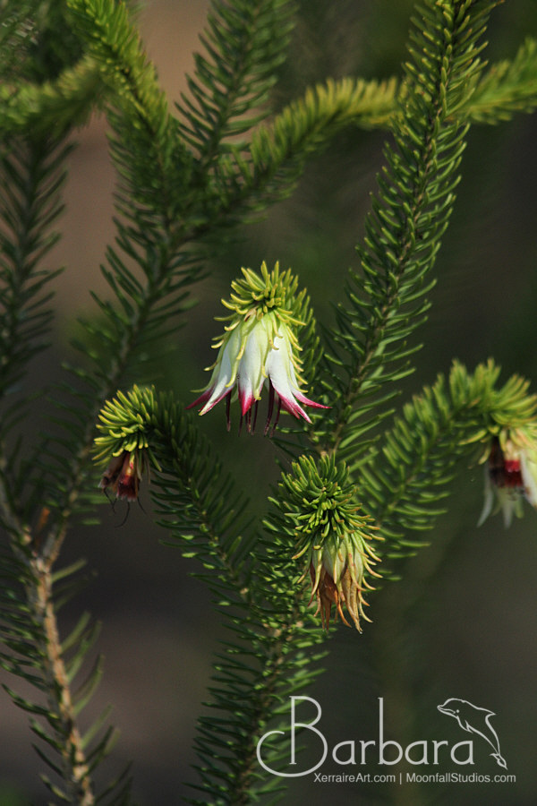 Darwinia meeboldii (Cranbrook Bell)